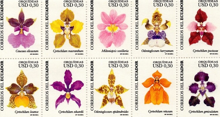 2006 Orquídeas