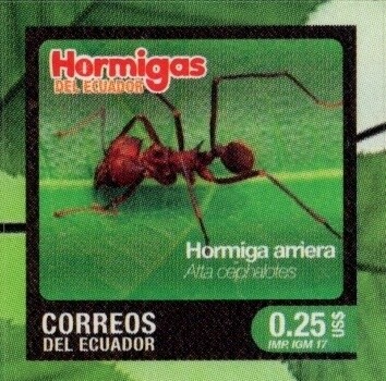 2017 Hormigas del Ecuador